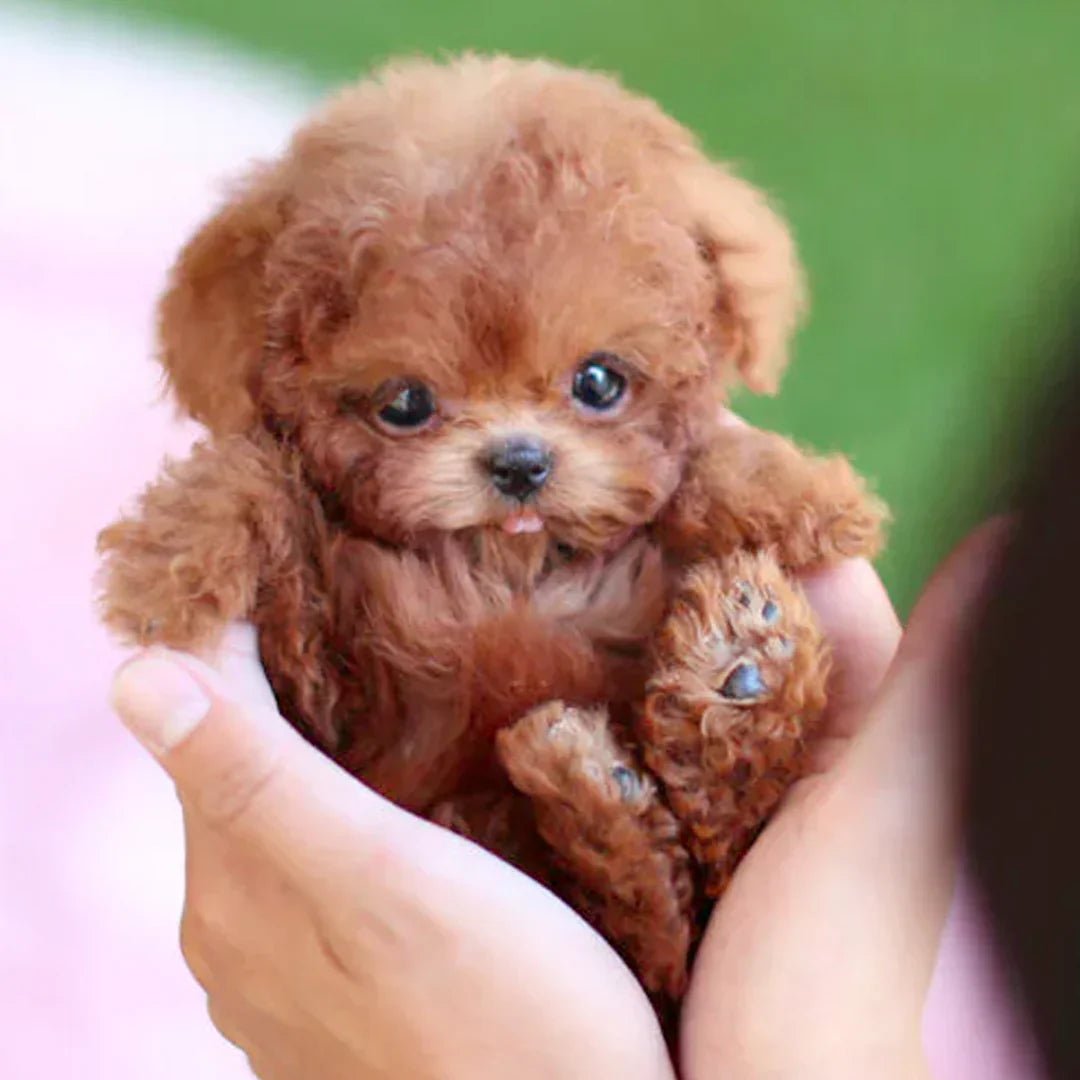Ultra-Realistic Robotic Puppy with Lifelike Movements